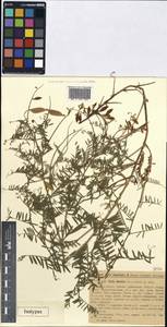 Vicia iberica Grossh., Кавказ, Грузия (K4) (Грузия)