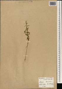 Аммания ушастая Willd., Африка (AFR) (Мали)