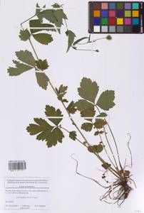 Гравилат городской L., Восточная Европа, Московская область и Москва (E4a) (Россия)