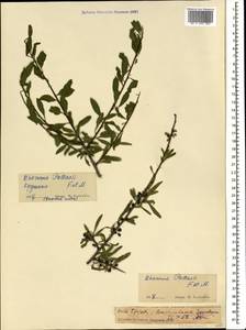 Rhamnus erythroxyloides subsp. erythroxyloides, Кавказ, Грузия (K4) (Грузия)