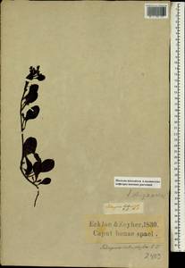 Tetragonia nigrescens Eckl. & Zeyh., Африка (AFR) (ЮАР)