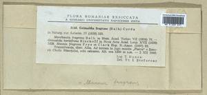 Mannia fragrans (Balb.) Frye & L. Clark, Гербарий мохообразных, Мхи - Западная Европа (BEu) (Румыния)