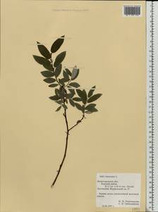 Ива лопарская L., Восточная Европа, Волжско-Камский район (E7) (Россия)