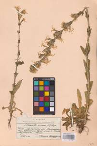 Смолевка клейкая (L.) Pers., Восточная Европа, Северо-Украинский район (E11) (Украина)