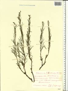Полынь солянковидная Willd., Восточная Европа, Северо-Украинский район (E11) (Украина)