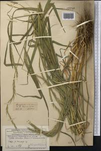 Пырейник изменчивый (Drobow) Tzvelev, Средняя Азия и Казахстан, Джунгарский Алатау и Тарбагатай (M5) (Казахстан)