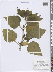 Alkekengi officinarum Moench, Восточная Европа, Средневолжский район (E8) (Россия)