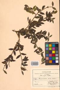 Падуб морщинистый F.Schmidt, Сибирь, Дальний Восток (S6) (Россия)