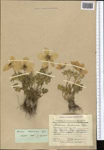 Anemone bucharica subsp. baissunensis (Juz.) Kamelin, Средняя Азия и Казахстан, Памир и Памиро-Алай (M2) (Таджикистан)