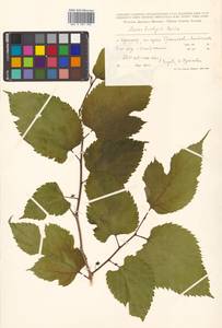 Morus indica L., Сибирь, Дальний Восток (S6) (Россия)