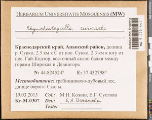 Rhynchostegiella curviseta (Brid.) Limpr., Гербарий мохообразных, Мхи - Северный Кавказ и Предкавказье (B12) (Россия)