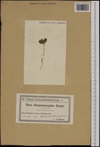 Chamaemespilus alpina (Mill.) K. R. Robertson & J. B. Phipps, Западная Европа (EUR) (Польша)