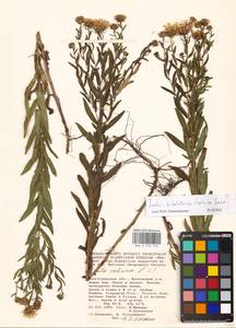 Pentanema sabuletorum (Czern. ex Lavrenko) G. V. Boiko & Korniy., Восточная Европа, Нижневолжский район (E9) (Россия)