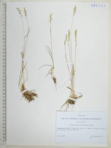 Koeleria subalpestris (Hartm.) Barberá, Quintanar, Soreng & P.M.Peterson, Сибирь, Дальний Восток (S6) (Россия)