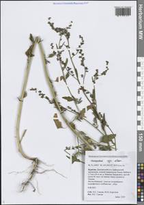 Марь белая L., Сибирь, Прибайкалье и Забайкалье (S4) (Россия)