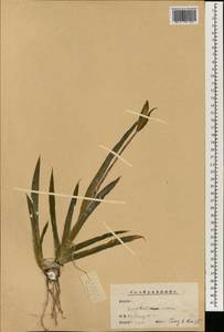 Iris tectorum Maxim., Зарубежная Азия (ASIA) (КНР)