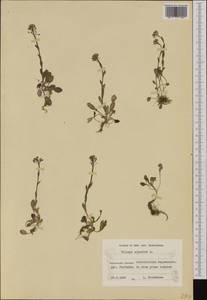 Noccaea caerulescens subsp. brachypetala (Jord.) Tzvelev, Западная Европа (EUR) (Финляндия)