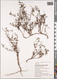 Euploca strigosa (Willd.) Diane & Hilger, Зарубежная Азия (ASIA) (Вьетнам)