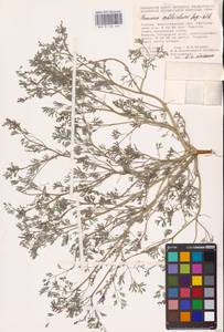 Дымянка Шлейхера Soy.-Will., Восточная Европа, Нижневолжский район (E9) (Россия)