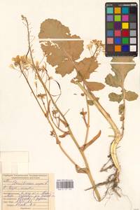 Брюква, Рапс L., Восточная Европа, Средневолжский район (E8) (Россия)