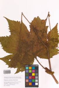 Таволга камчатская (Pall.) Maxim., Сибирь, Дальний Восток (S6) (Россия)