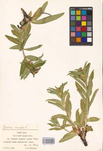 Горечавка крестовидная L., Восточная Европа, Восточный район (E10) (Россия)