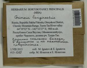 Grimmia longirostris Hook., Гербарий мохообразных, Мхи - Якутия (B19) (Россия)
