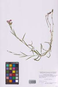 Гвоздика китайская L., Восточная Европа, Московская область и Москва (E4a) (Россия)