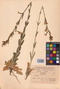 Смолевка клейкая (L.) Pers., Восточная Европа, Центральный лесостепной район (E6) (Россия)