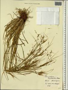 Pennisetum hordeoides (Lam.) Steud., Африка (AFR) (Мали)