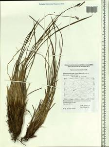 Осока траурная (Holm) T.V.Egorova, Сибирь, Дальний Восток (S6) (Россия)
