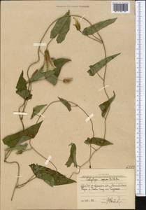 Повой заборный (L.) R. Br., Средняя Азия и Казахстан, Западный Тянь-Шань и Каратау (M3) (Узбекистан)