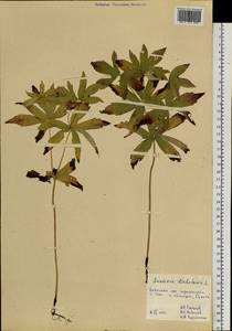 Anemonastrum dichotomum (L.) Mosyakin, Сибирь, Дальний Восток (S6) (Россия)