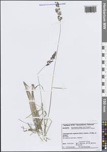 Вейник прямой (Timm) Koeler, Сибирь, Центральная Сибирь (S3) (Россия)