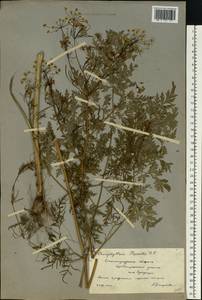 Бутень Прескотта DC., Восточная Европа, Нижневолжский район (E9) (Россия)