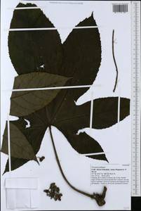 Trevesia palmata (Roxb. ex Lindl.) Vis., Зарубежная Азия (ASIA) (Вьетнам)