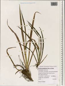 Acorus gramineus Aiton, Зарубежная Азия (ASIA) (Вьетнам)