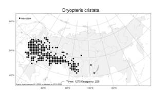 Dryopteris cristata, Щитовник гребенчатый (L.) A. Gray, Атлас флоры России (FLORUS) (Россия)