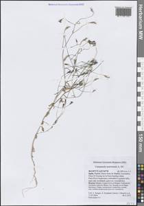 Campanula lusitanica Loefl., Западная Европа (EUR) (Испания)