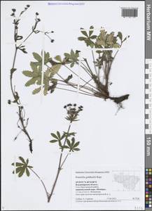 Potentilla thuringiaca subsp. goldbachii (Rupr.) Th.Wolf, Восточная Европа, Центральный район (E4) (Россия)