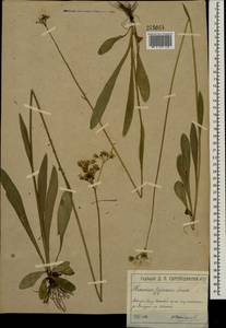 Pilosella ziziana subsp. ziziana, Восточная Европа, Московская область и Москва (E4a) (Россия)