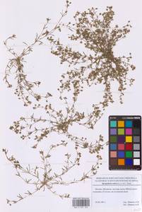 Торичник красный (L.) J.Presl & C.Presl, Восточная Европа, Московская область и Москва (E4a) (Россия)