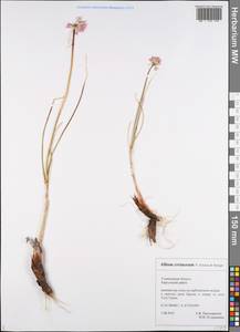 Лук меловой N.Friesen & Seregin, Восточная Европа, Средневолжский район (E8) (Россия)