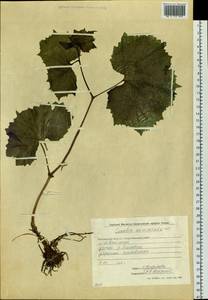 Parasenecio auriculata (DC.) J. R. Grant, Сибирь, Чукотка и Камчатка (S7) (Россия)