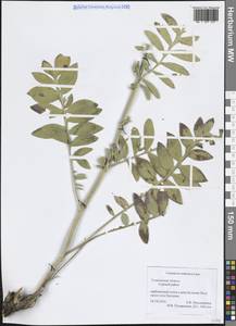 Rhaponticoides ruthenica (Lam.) M.V.Agab. & Greuter, Восточная Европа, Средневолжский район (E8) (Россия)