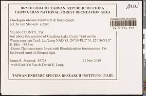 Trachypus bicolor Reinw. & Hornsch., Гербарий мохообразных, Мхи - Азия (вне границ бывшего СССР) (BAs) (Тайвань)