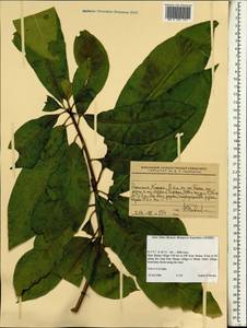 Magnoliopsida, Африка (AFR) (Эфиопия)