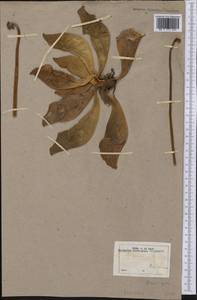 Sarracenia rubra Walt., Америка (AMER) (Неизвестно)