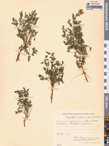 Хохлатка сибирская (L.fil.) Pers., Сибирь, Чукотка и Камчатка (S7) (Россия)