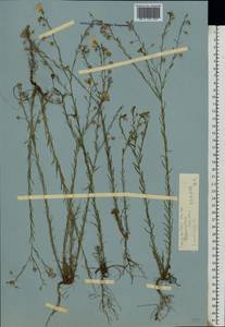 Лен австрийский L., Восточная Европа, Ростовская область (E12a) (Россия)